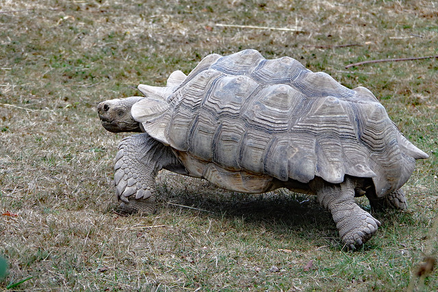 La tortue sillonnée court ventre à terre