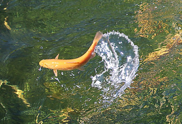 1 (161) austria flying goldfish