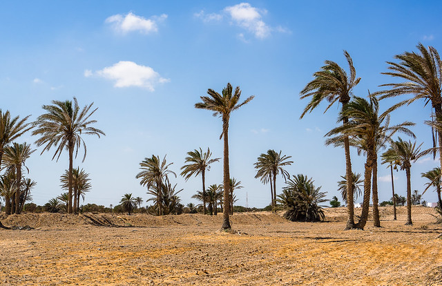 Tunis palm trees