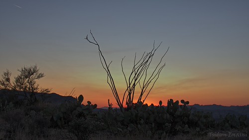 Ocotillo Sunset by Tsidun Enasni2, Superstition Mountains, Arizona
<a href="https://duckduckgo.com/?q=london+homesick+blues&iax=vi
