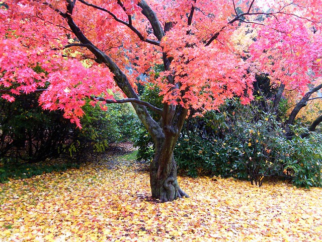 Pink Tree Autumn