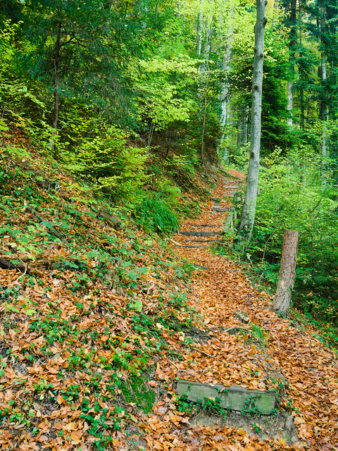 Steps in an autumn forest above Berneck, Switzerland)