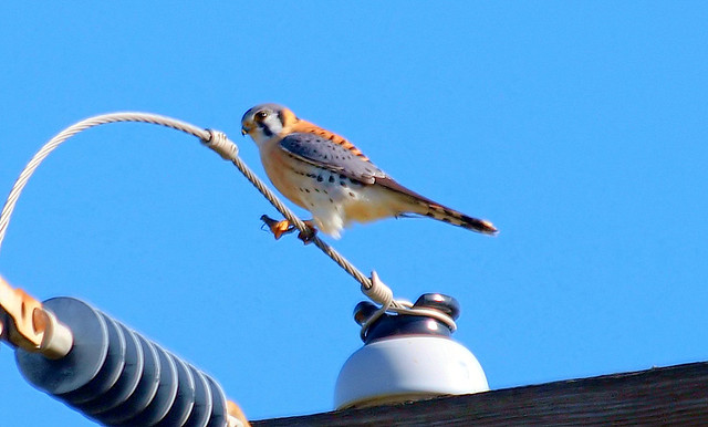 The Kestrels Have Returned To Their Winter Hunting Grounds