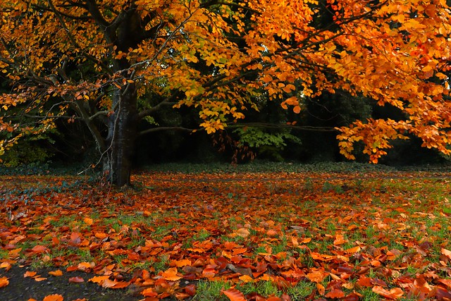 November Colours in A Dublin Park