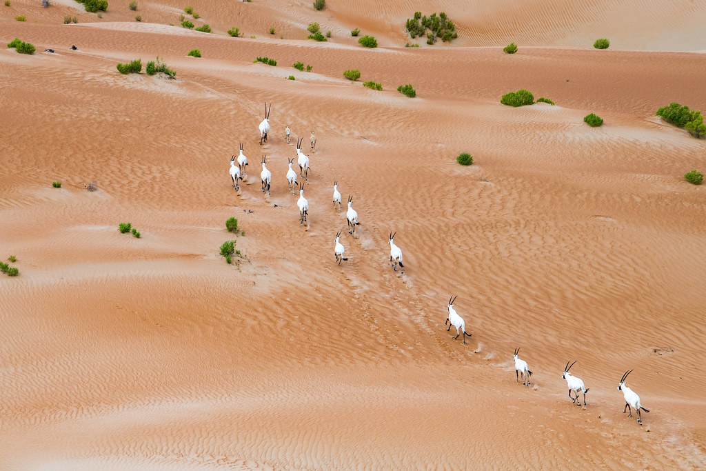 阿拉伯大羚羊。圖片提供：阿布達比環保署