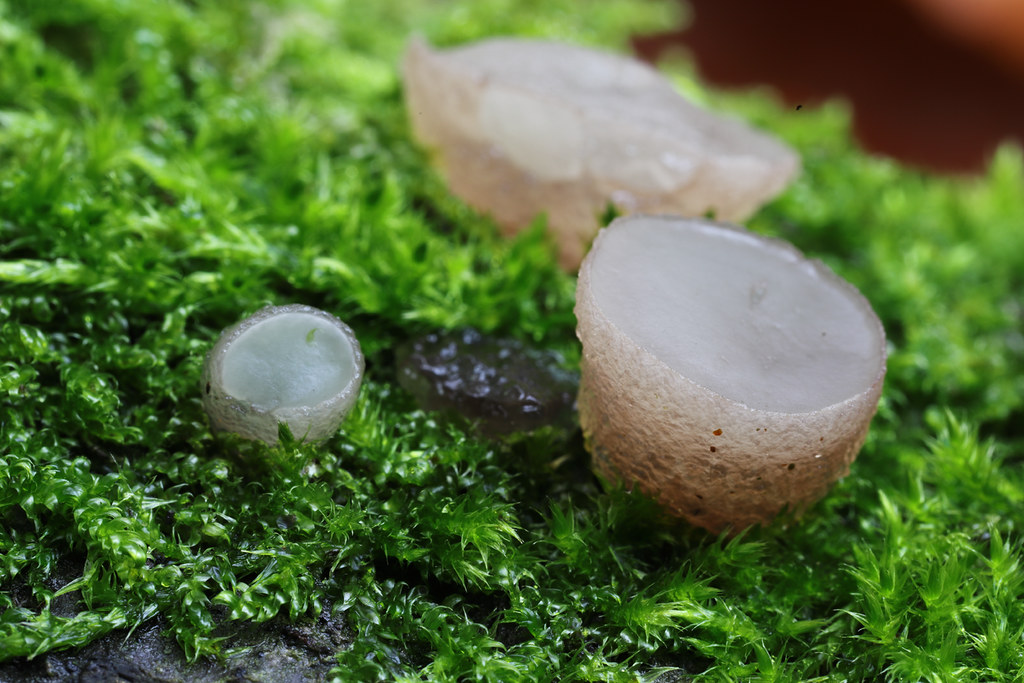 The Beech Jellydisc fungi