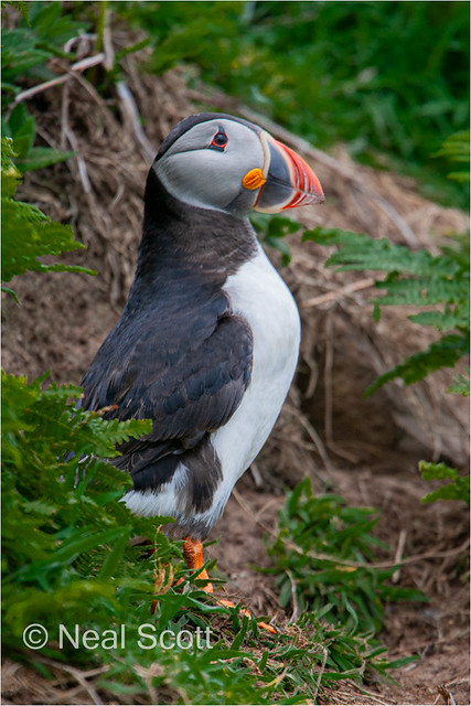 Puffin by his burrow