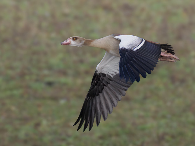Egyptian goose flying by