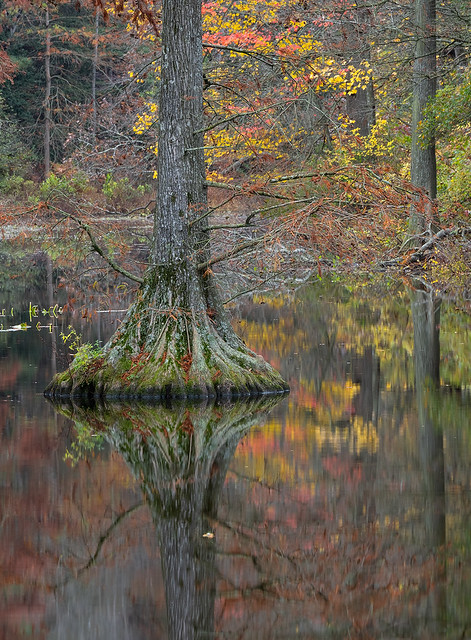 Autumn In The Swamp