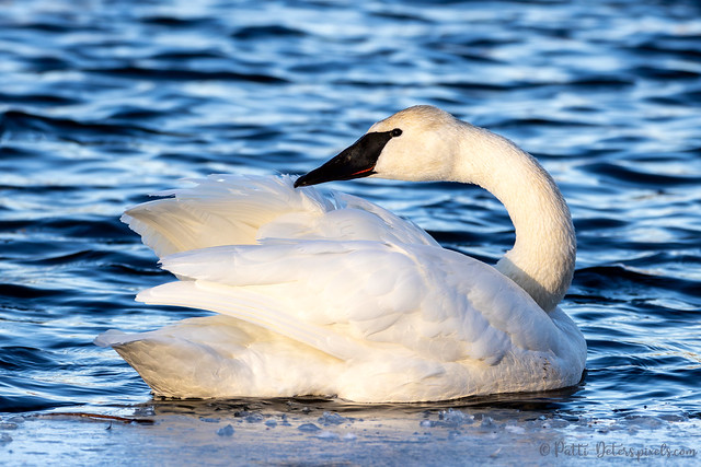 Trumpeter Swan Profile Portrait