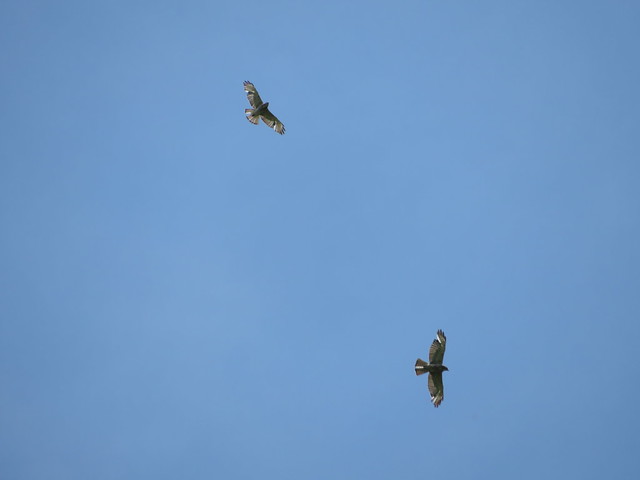 Broad-winged Hawks