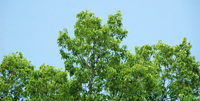 Celtis occidentalis (common hackberry tree) 5
