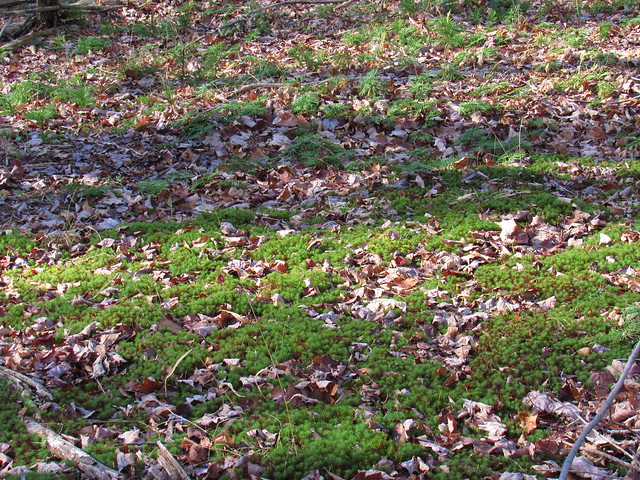 Juniper Haircap Moss - Beaver Meadow - nov 2023