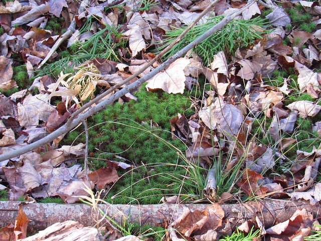 Club Moss & Juniper Haircap Moss - Beaver Meadow - Nov 2023