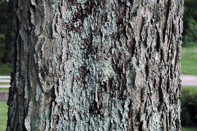 Celtis occidentalis (common hackberry tree) 2