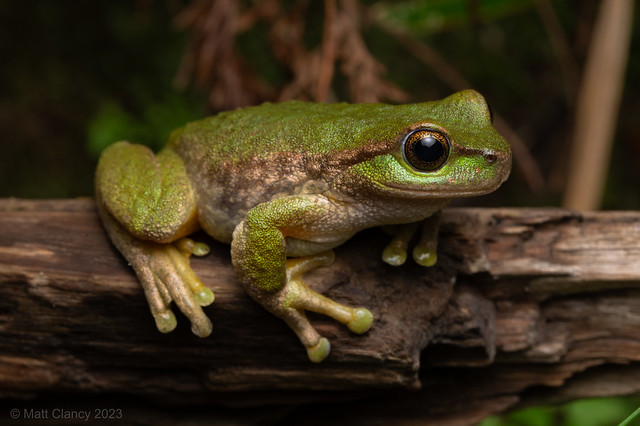 Spotted Tree Frog (Litoria spenceri)