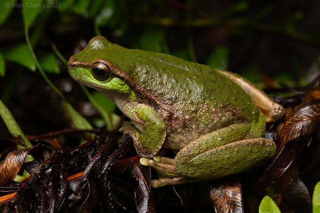Spotted Tree Frog (Litoria spenceri)