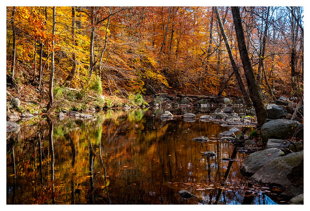 Pennypack In Autumn