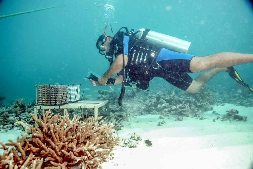珊瑚礁復育監測。圖片提供：阿布達比環保署