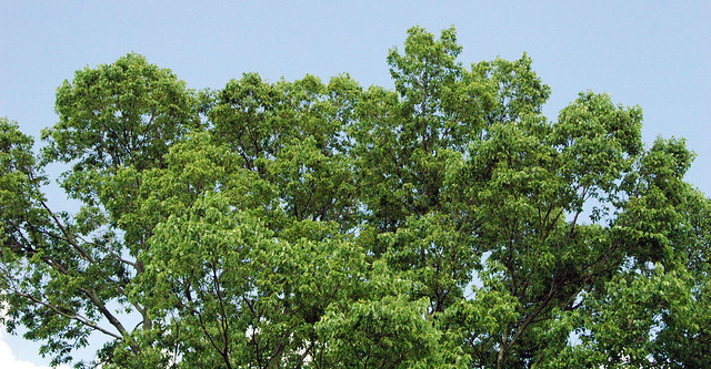 Celtis occidentalis (common hackberry tree) 4
