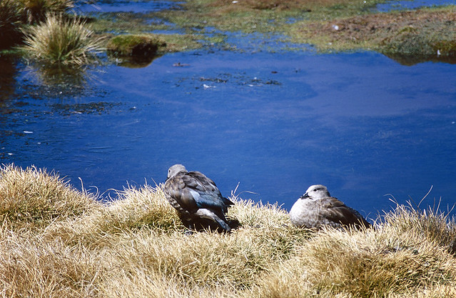 Blue-winged Geese, Bale Mountains National Park, Ethiopia