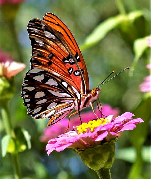 A Gulf Fritillary Butterfly
