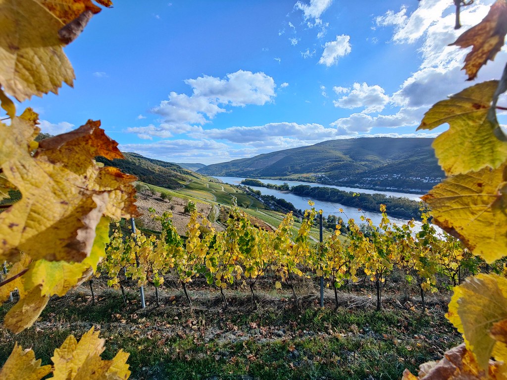 Herbstlicher Blick auf die Weinberge bei Lorch und auf den Rhein