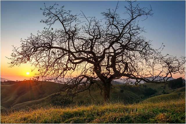 Silhueta de Árvore com Nascer do Sol nas Montanhas de Minas - Consolação - Sul de Minas - MG - Brasil