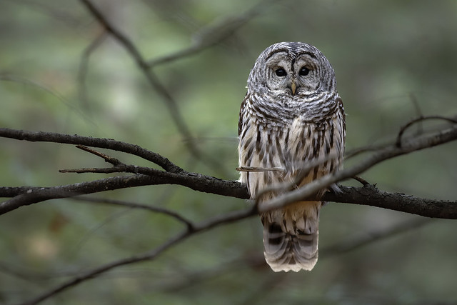 Female Barred Owl, Ontario