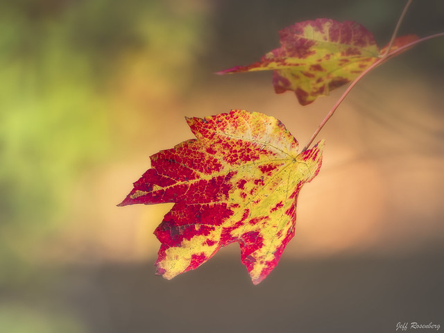 A Colorful Leaf Hangs On In Northern Virginia