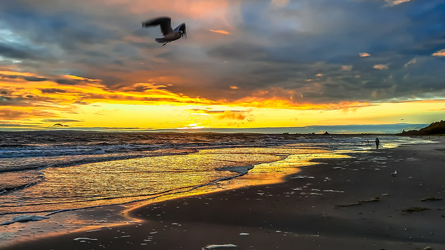 Just A Sunrise And A Seagull Flying...