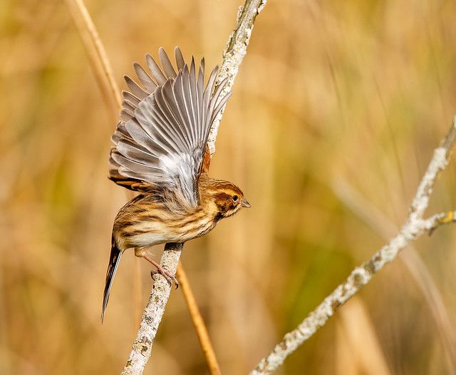 Reed Bunting Yorkshire England