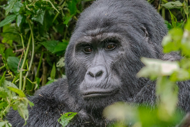 Gorilla - Bwindi National Park Uganda