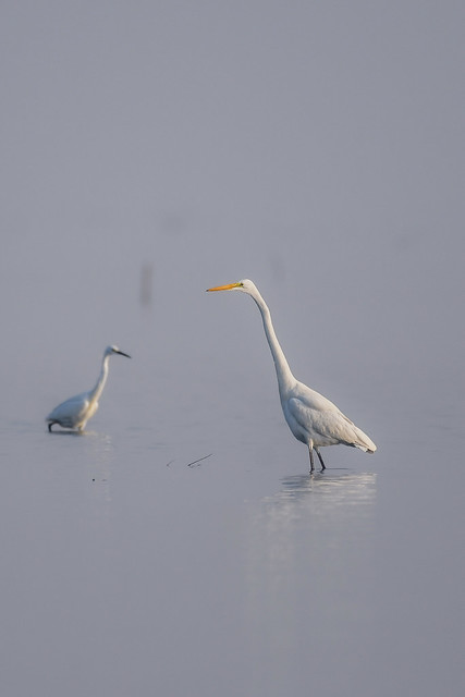 A Glimpse of Serenity: A Great Egret at Pulicat Lake