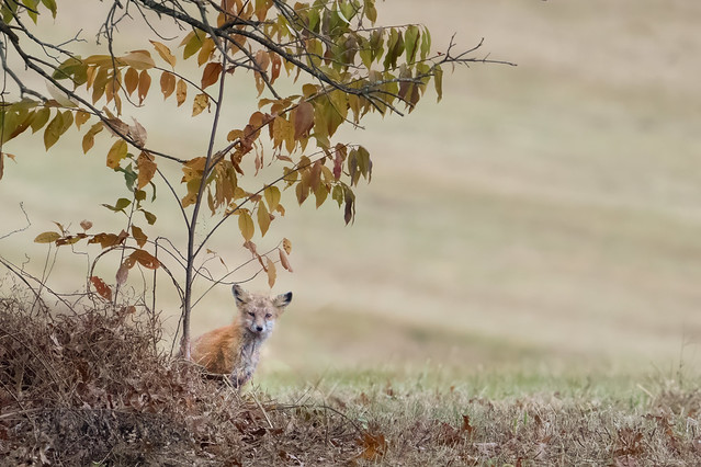 Little Fox in Valley Forge