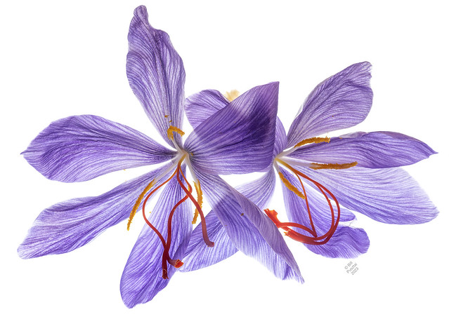 Crocus sativus 2139