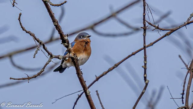 Merlebleu de l'Est - Sialia sialis - Eastern Bluebird