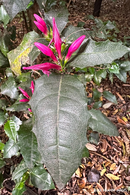 Graptophyllum ilicifolium - Mount Blackwood Holly, Holly-leaved Graptophyllum