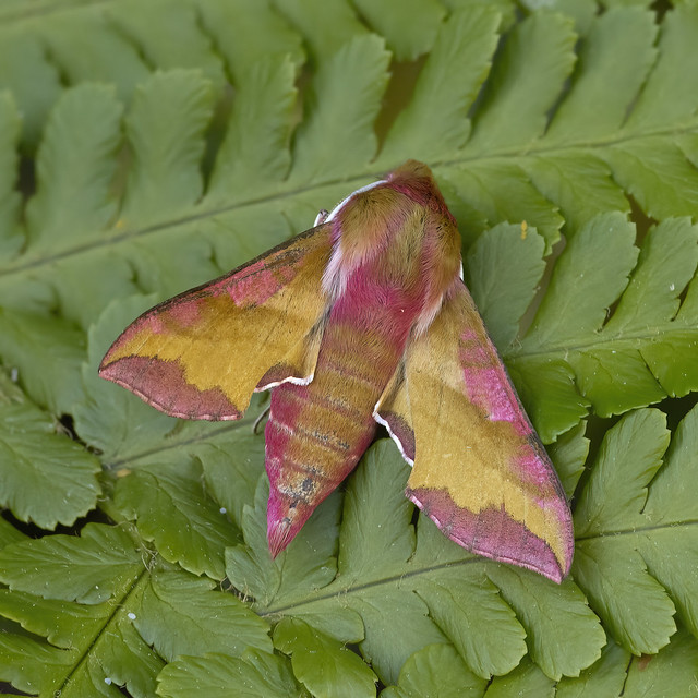 69.017 Small Elephant Hawk-moth (Deilephila porcellus), Burntisland, Fife