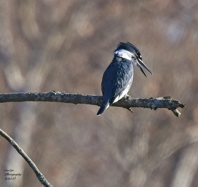 Belted Kingfisher 11_13_23