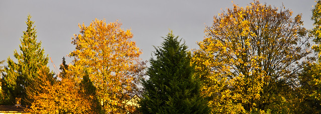 Herbstlicht / Autumnal Light