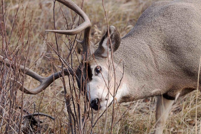 1V1A2097 mule deer buck