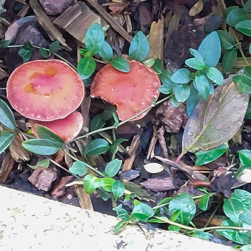 Autumn fungi: redlead roundheads in a shopping centre