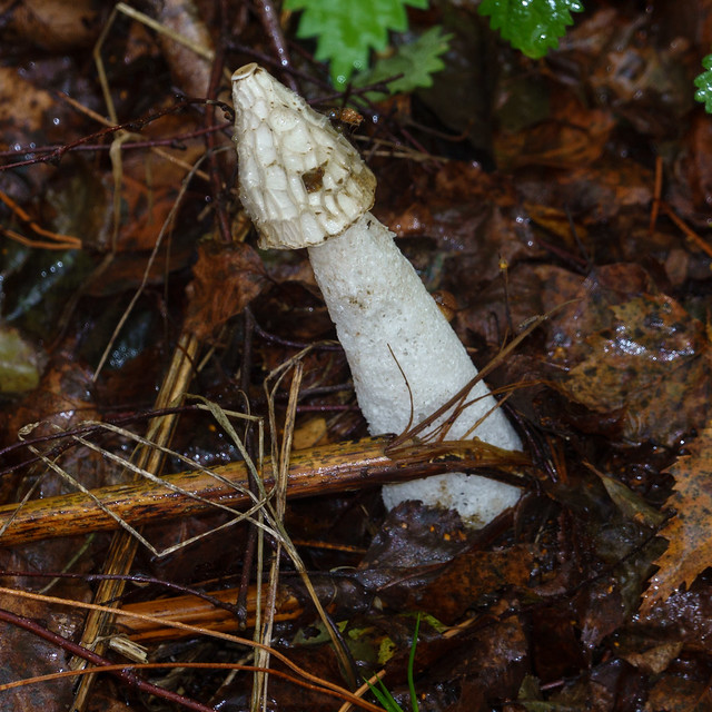 Stinkhorn Phallus impudicus Fungi Thetford Forest Norfolk