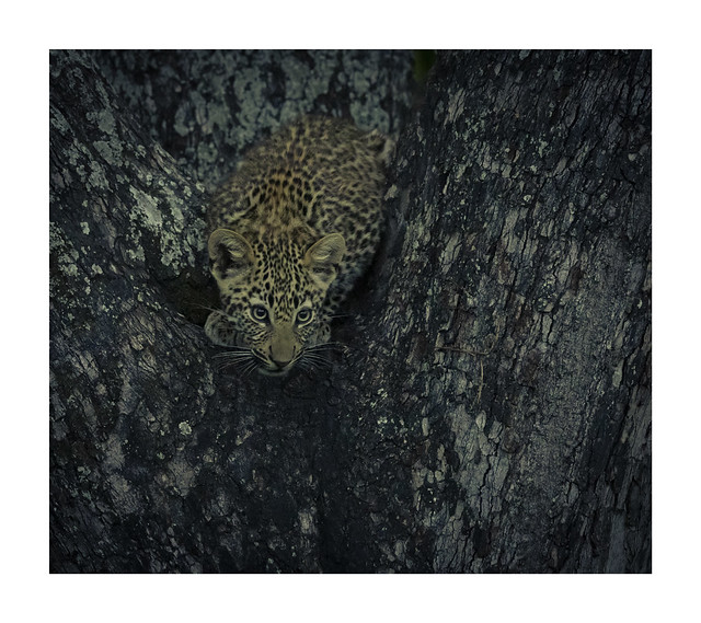 Leopard-cub_3686 copy