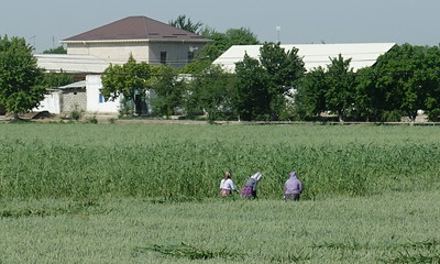 Bujara -Bukhara- (I). - Uzbekistán: Samarcanda, Bujara, Jiva y Taskent. (4)