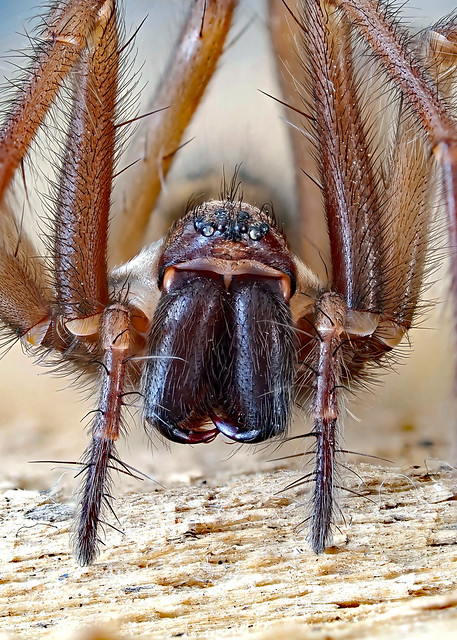 Eratigena sp. (formerly Tegenaria) (a House Spider)