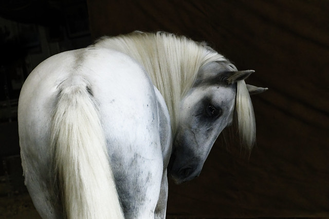 White Camargue Stallion
