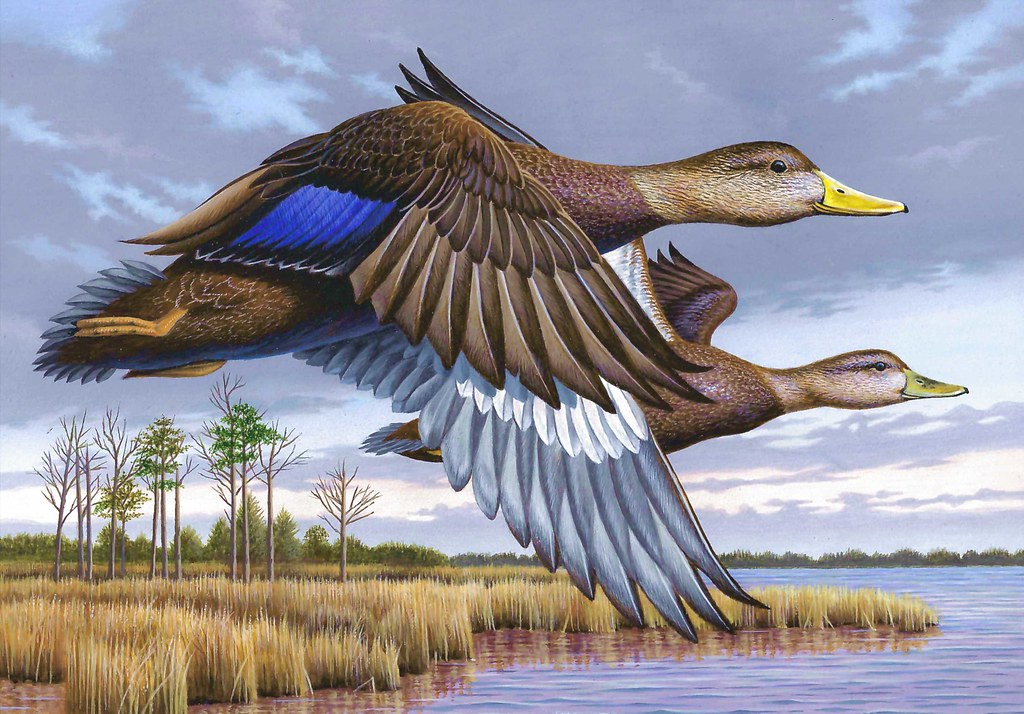 Illustration of two ducks in flight above a marsh