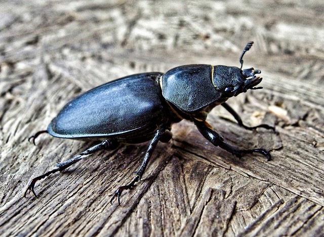 European Stag Beetle - female (explore)